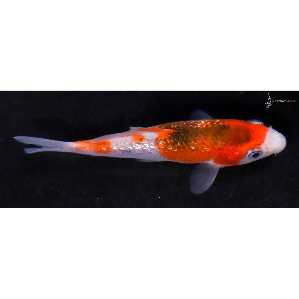 3.5” Imported Gin Rin Goromo