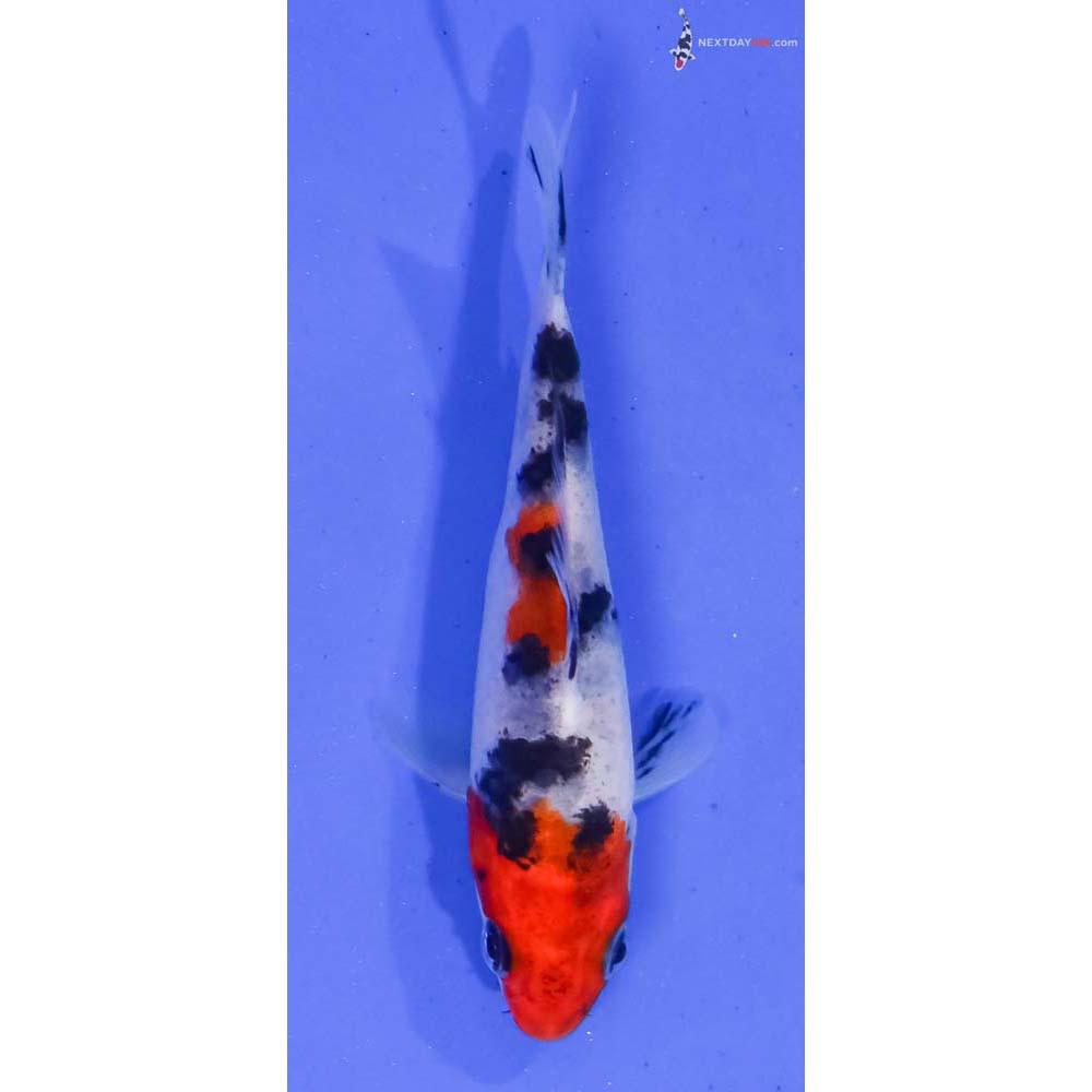 3.5” Imported Sanke