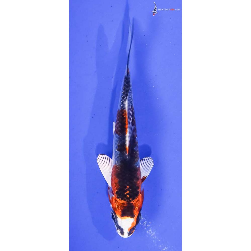 3.5” Imported Kujaku