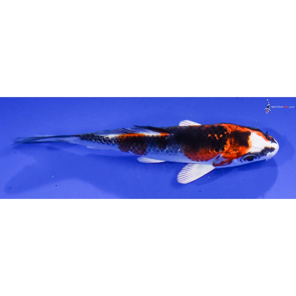 3.5” Imported Kujaku