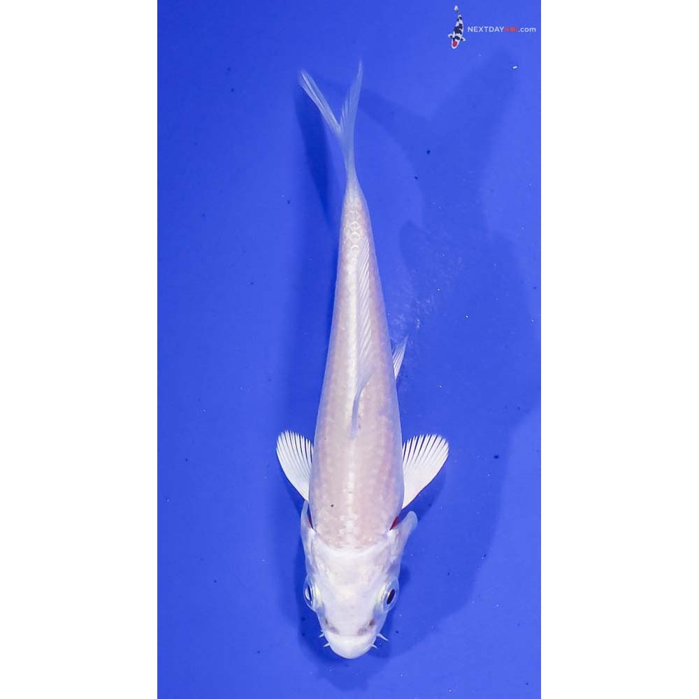 3.5” Imported Platinum Ogon