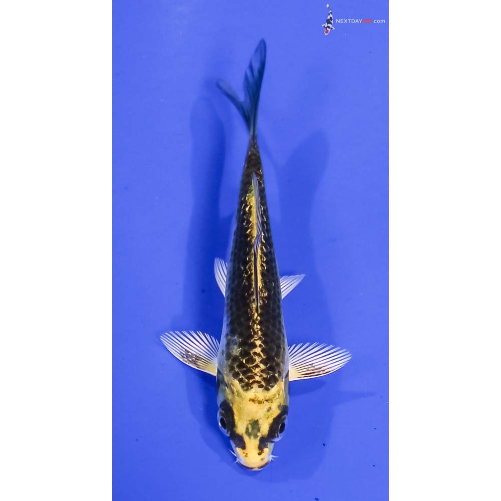 3.5” Imported Gin Rin Kujaku