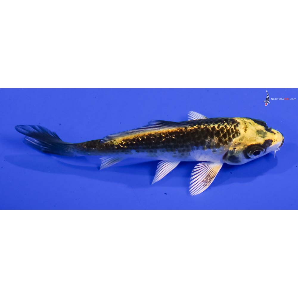 3.5” Imported Gin Rin Kujaku