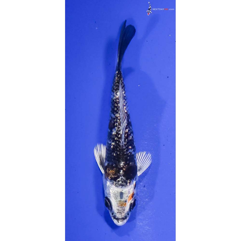 3.5” Imported Gin Rin Kujaku