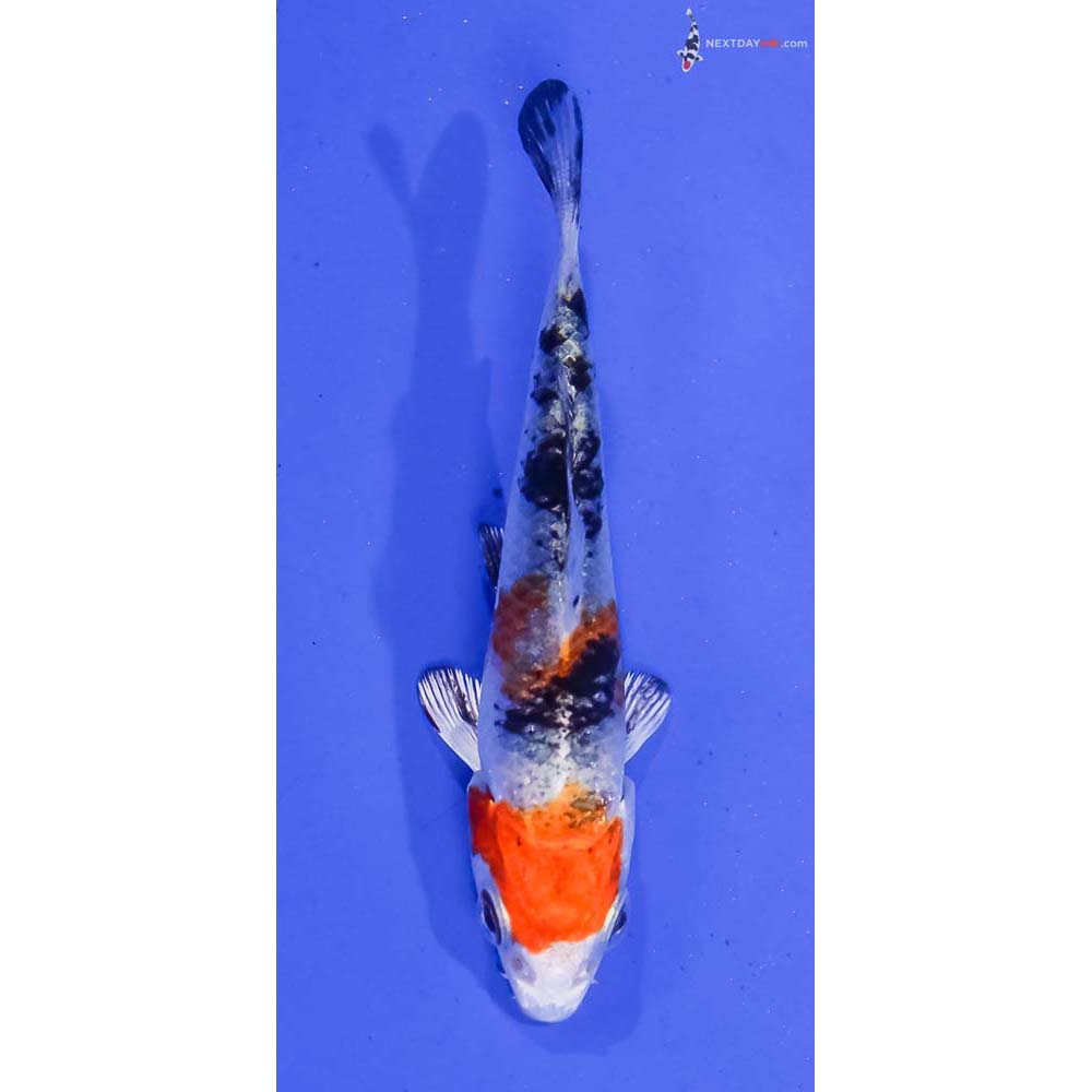 3” Imported Yamato Nishiki