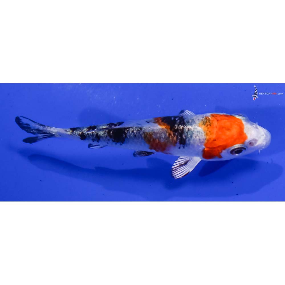 3” Imported Yamato Nishiki