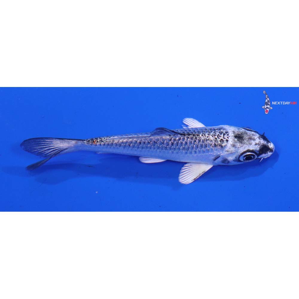 3” Imported Gin Matsuba