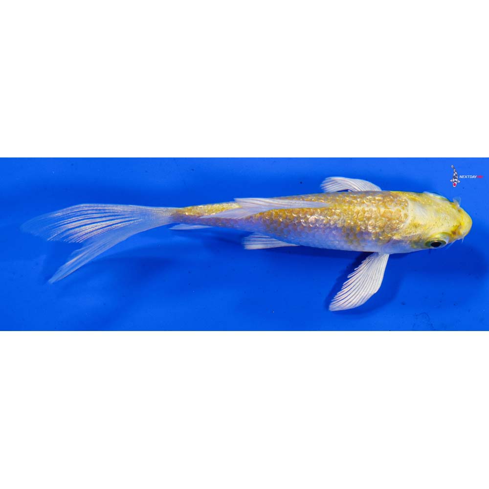 4” Imported Gin Rin Lemon Hariwake Butterfly Koi