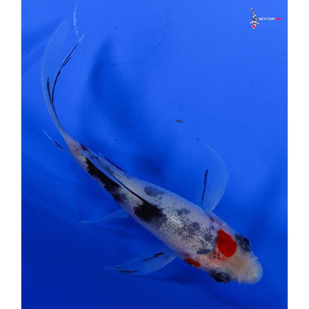 3.5” Imported Sanke Butterfly Koi