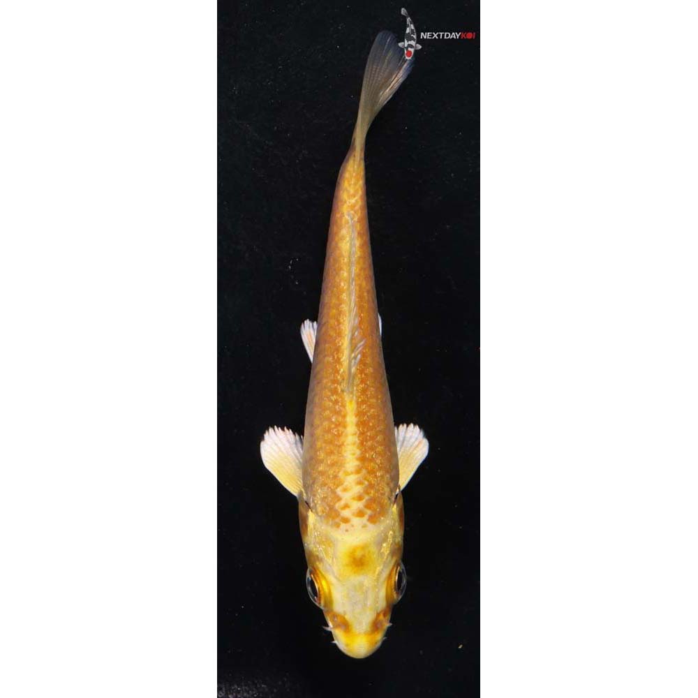 3.5” Imported Yamabuki Ogon