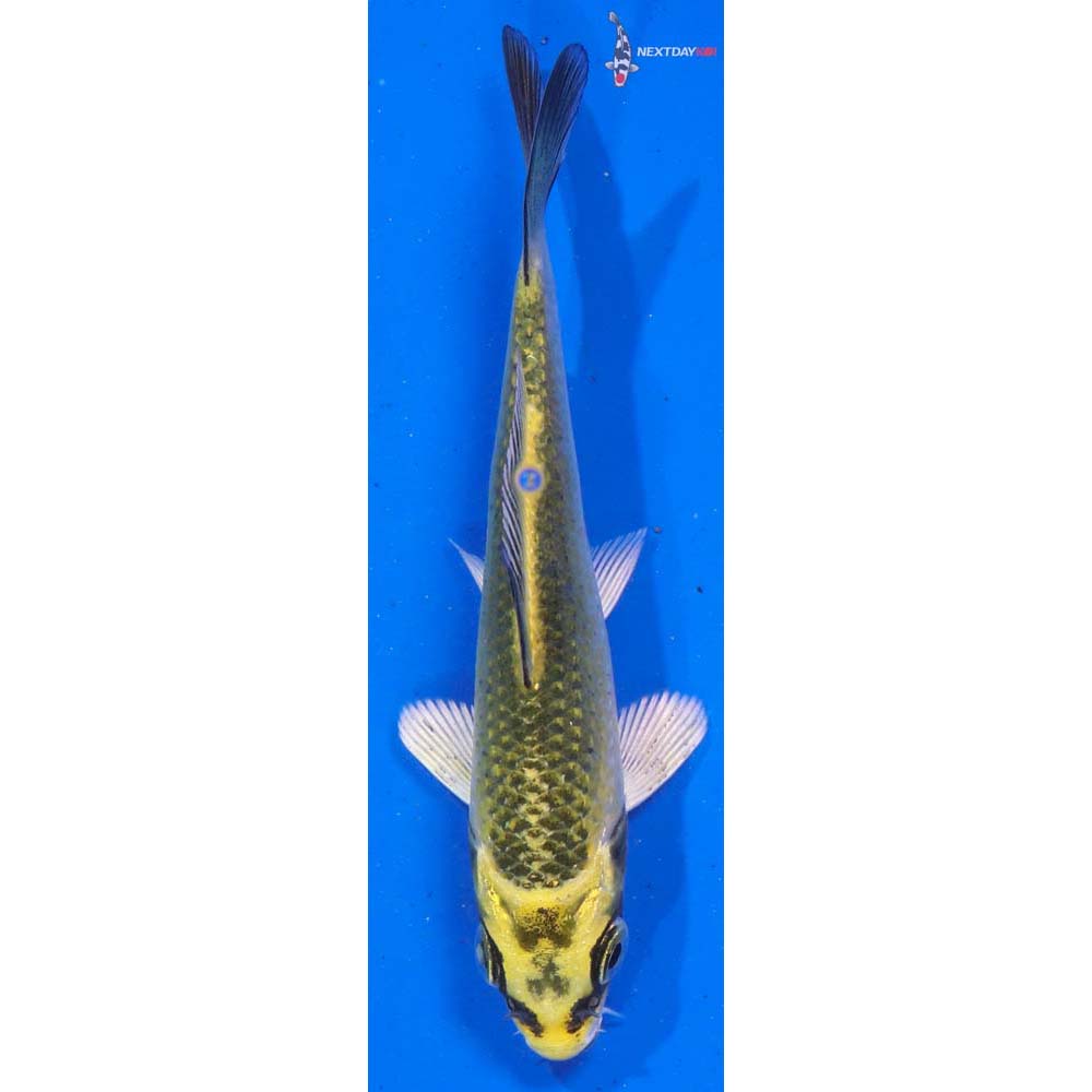 4” Imported Kujaku