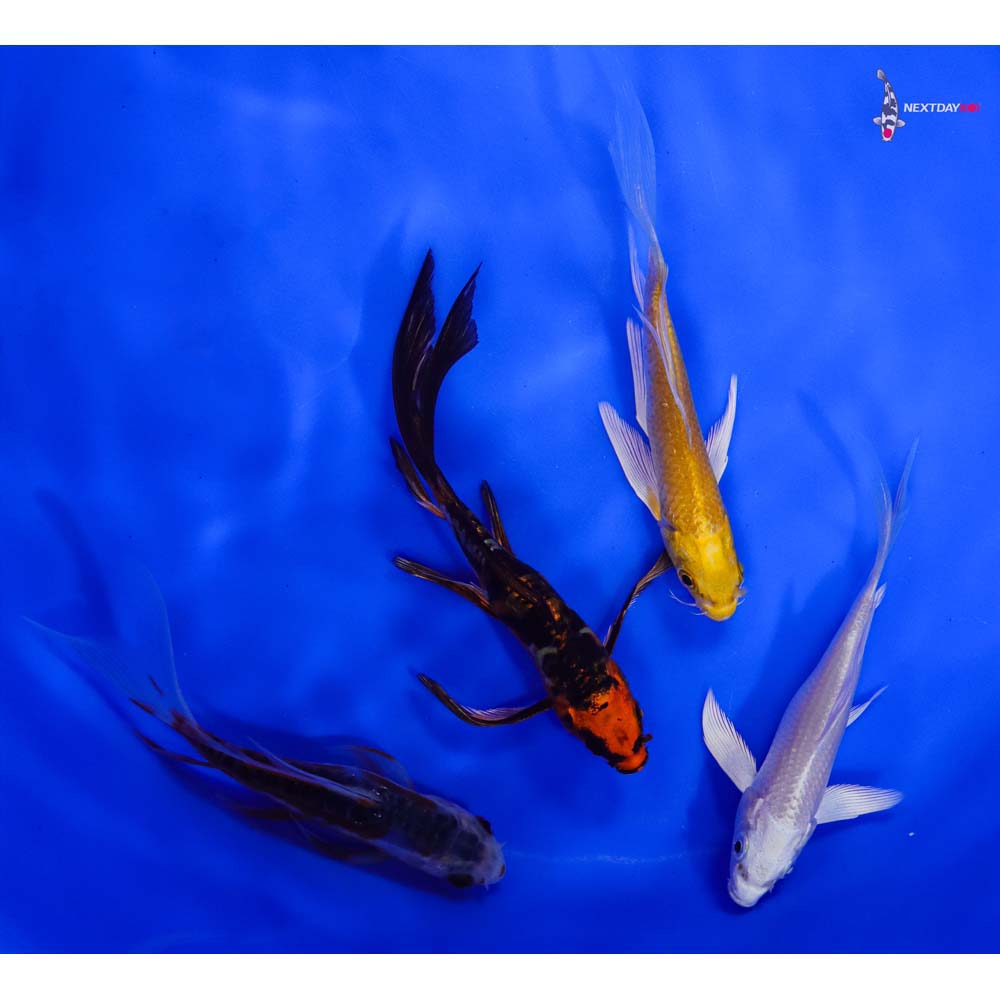 Lot of (4) 4-5" Imported Assorted Butterfly Koi