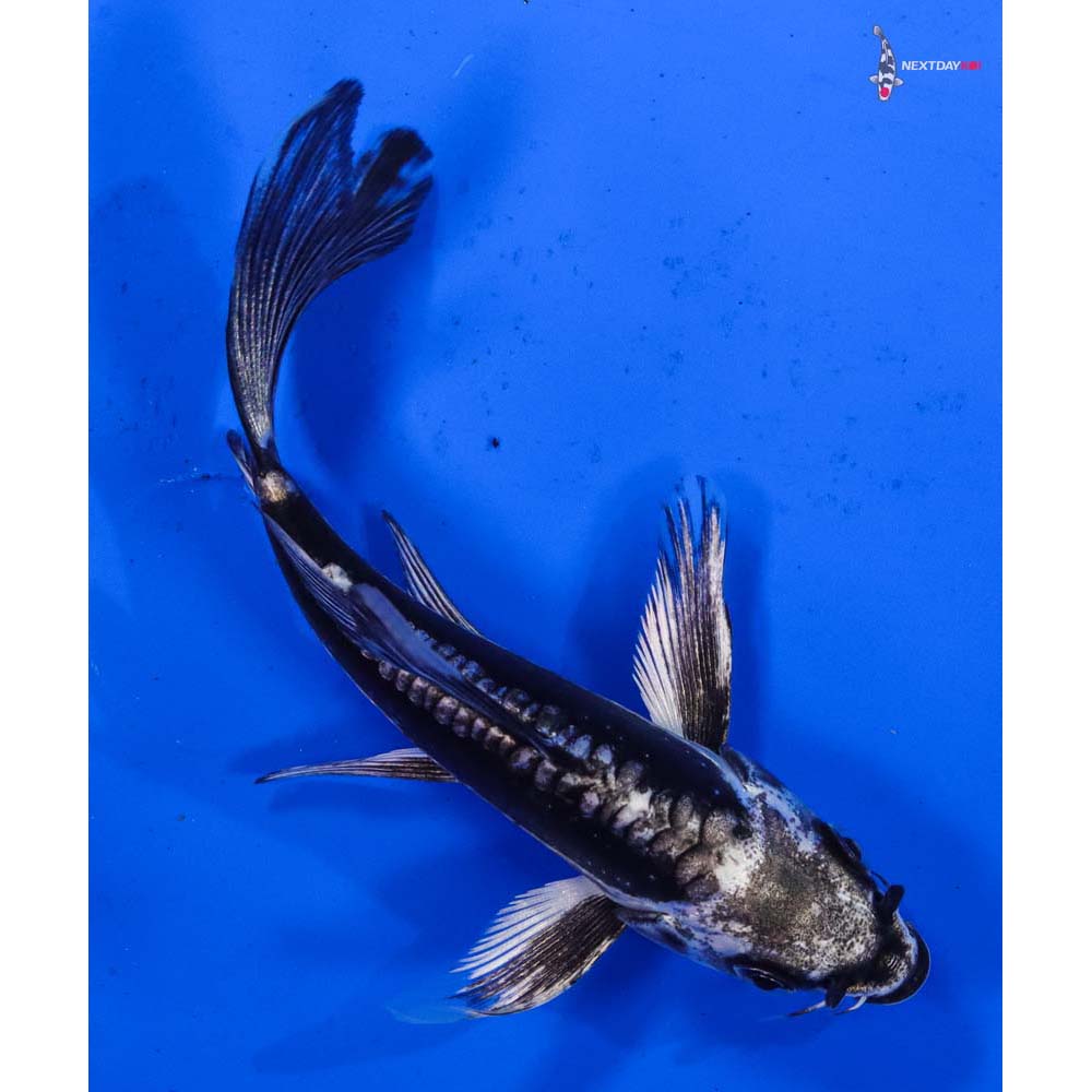 4” Imported Kikokuryu Butterfly Koi
