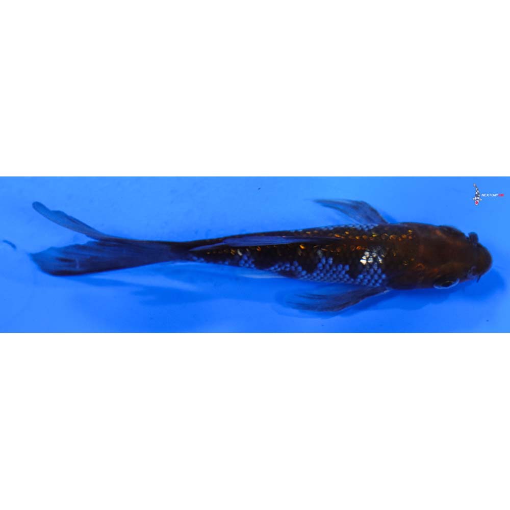 4” Imported Gin Rin Ochiba Shigure Butterfly Koi