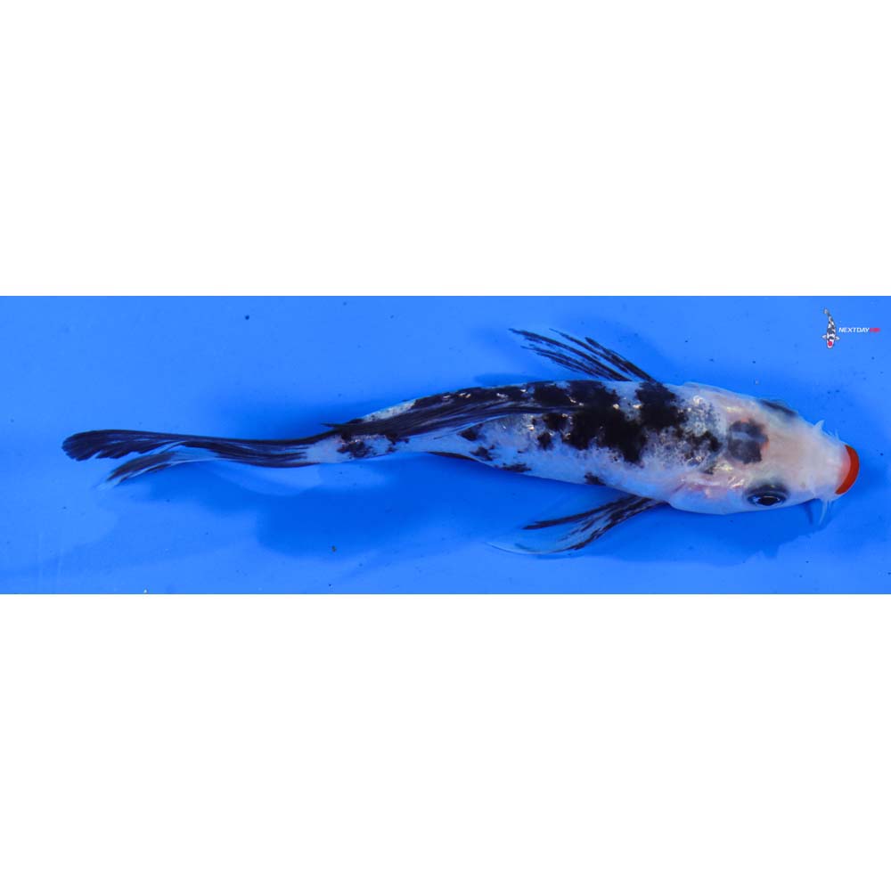 4” Imported Gin Rin Kuchi Beni Sanke Butterfly Koi