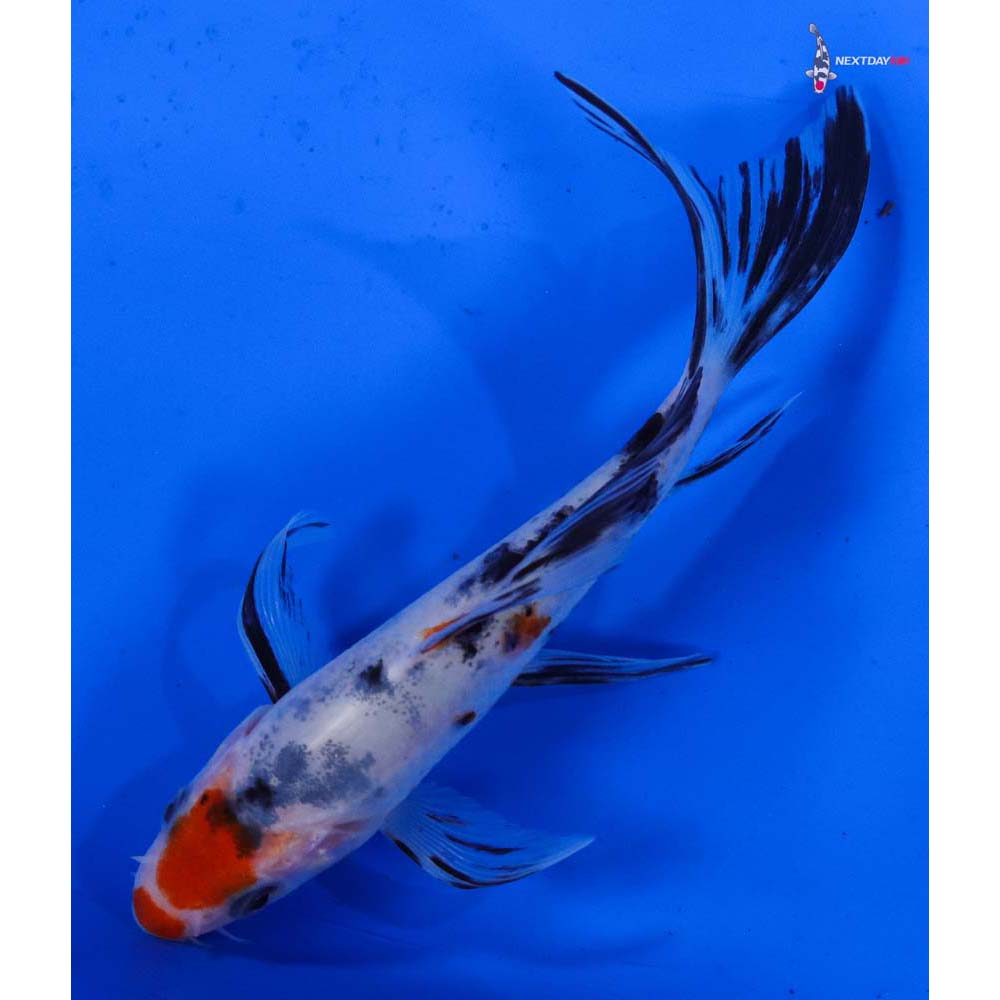 4.5” Imported Sanke Butterfly Koi
