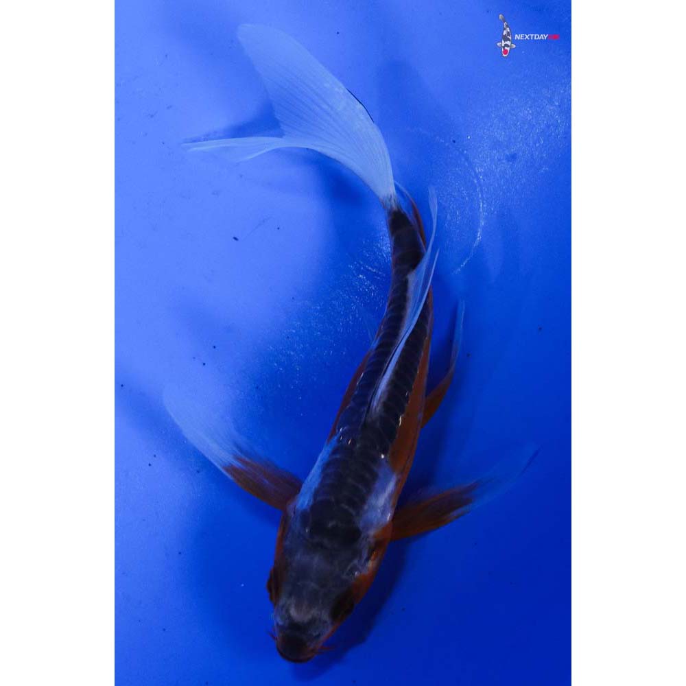 4” Imported Shusui Butterfly Koi