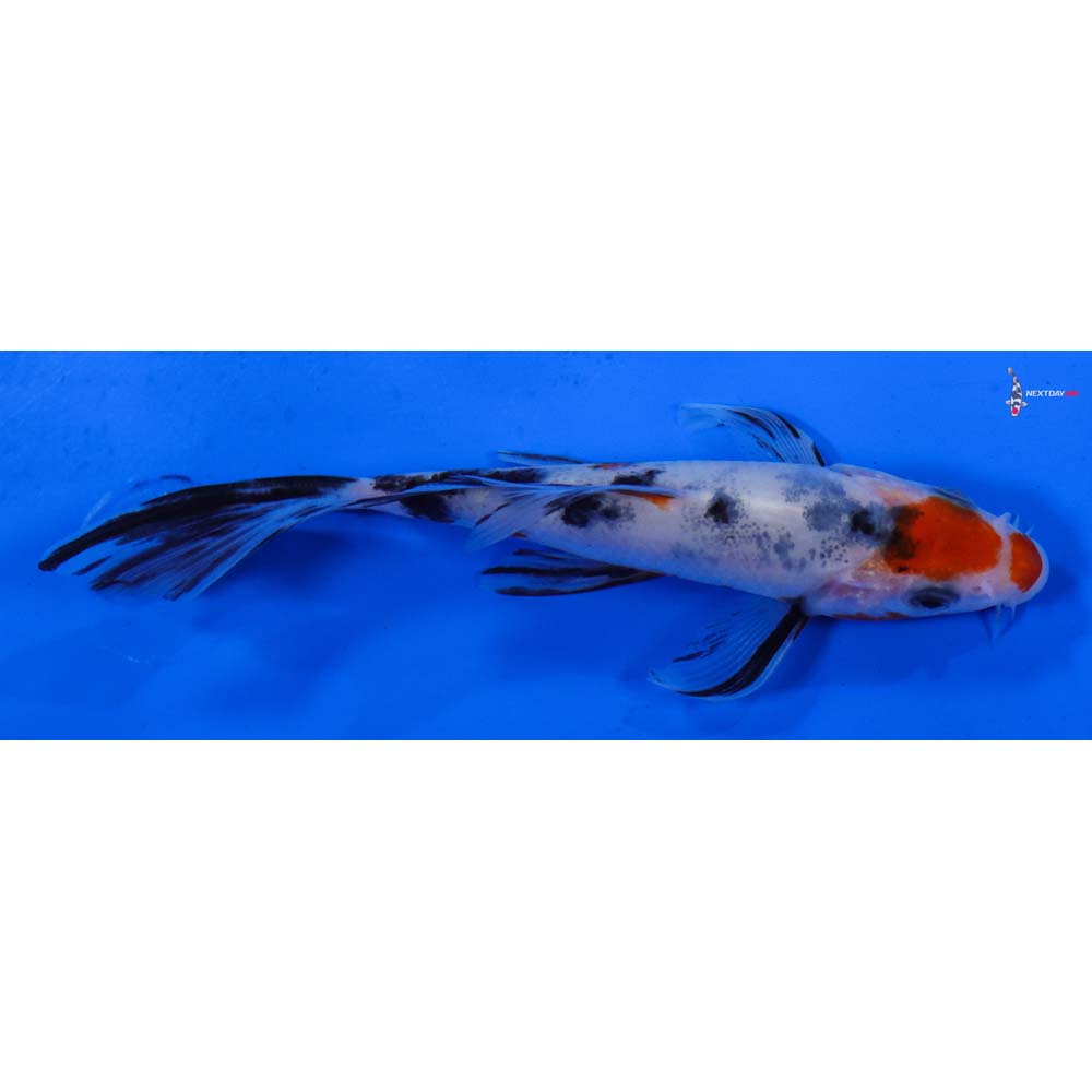 4.5” Imported Sanke Butterfly Koi
