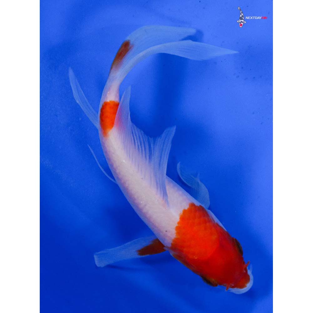 4.5” Imported Kohaku Butterfly Koi