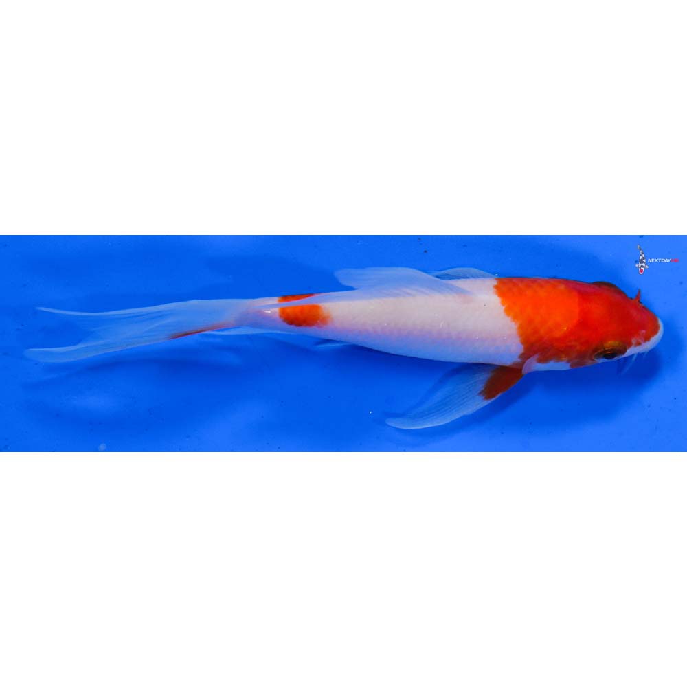 4.5” Imported Kohaku Butterfly Koi