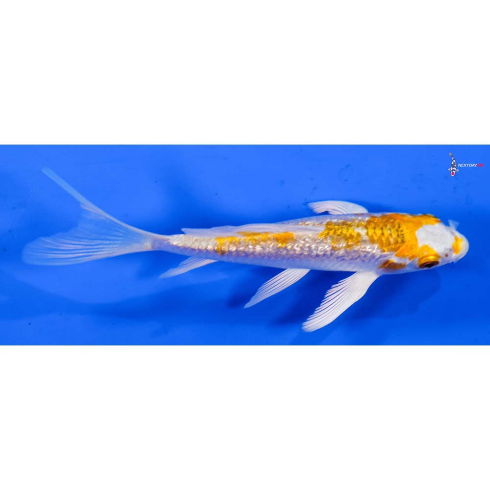 4.5” Imported Gin Rin Hariwake Butterfly Koi
