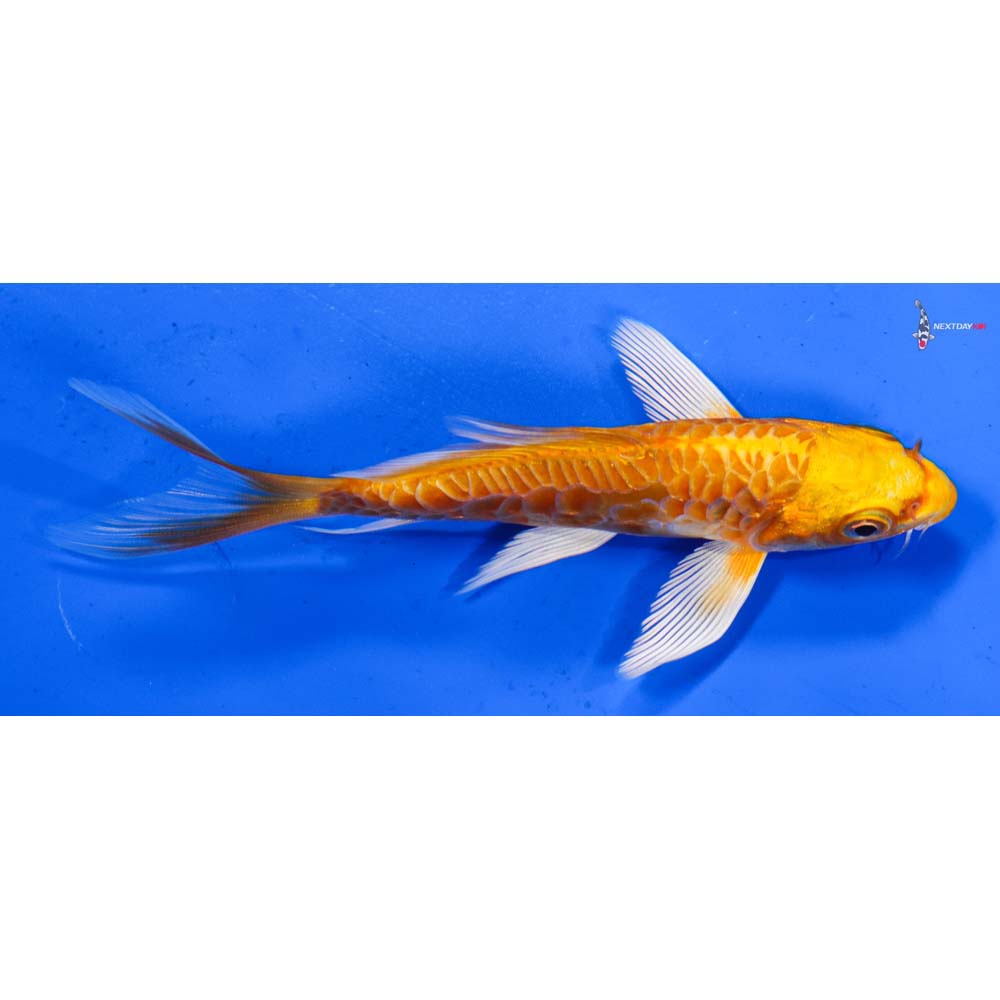 4.5” Imported Armor Scaled Orenji Ogon Butterfly Koi