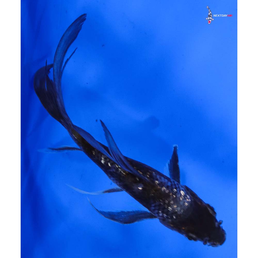 4.5” Imported Gin Rin Matsukawabakke Butterfly Koi