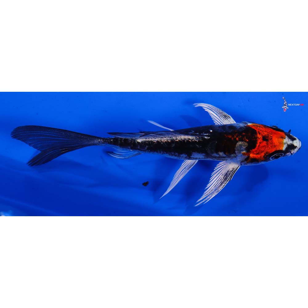 5” Imported Kin Kikokuryu Butterfly Koi