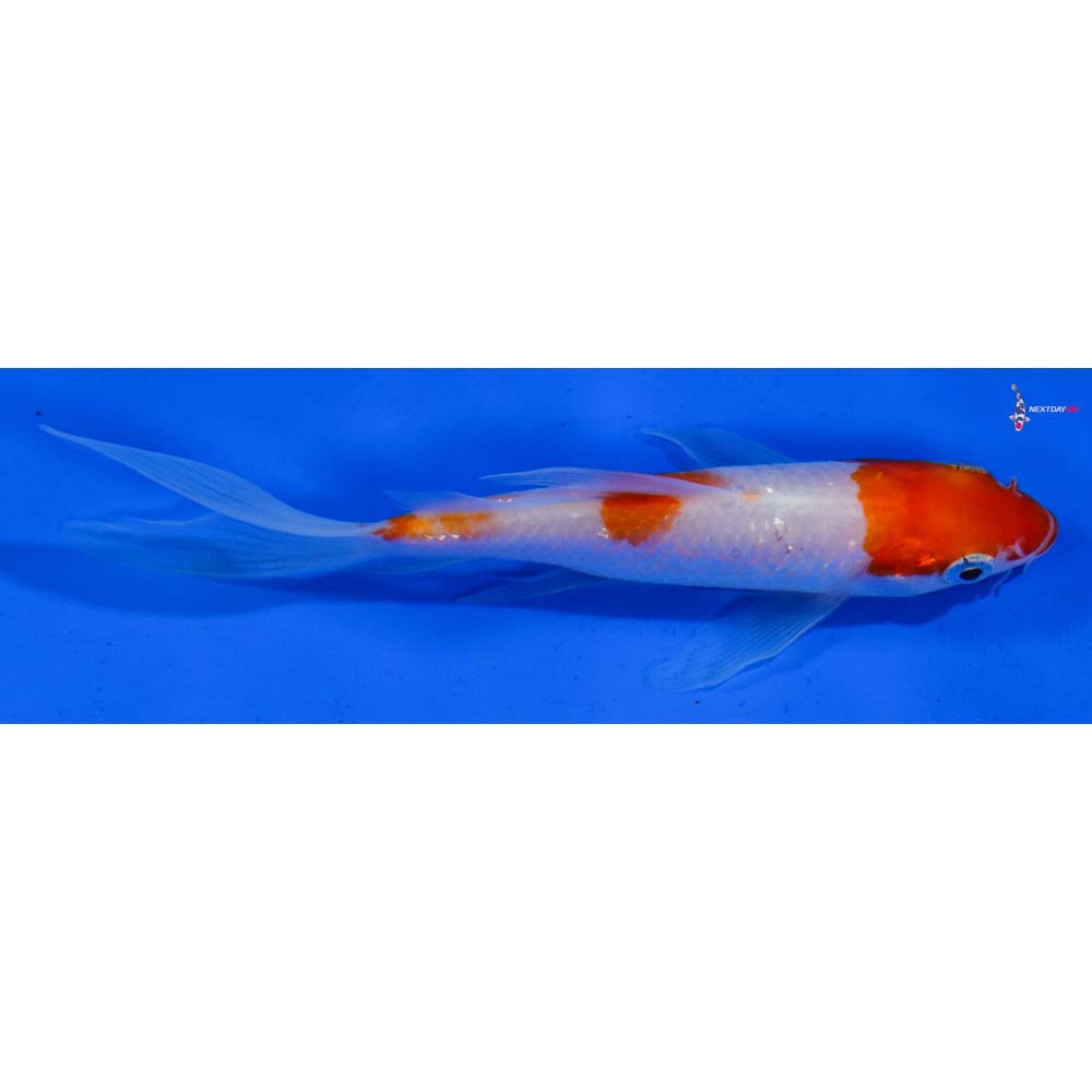 5” Imported Gin Rin Kohaku Butterfly Koi