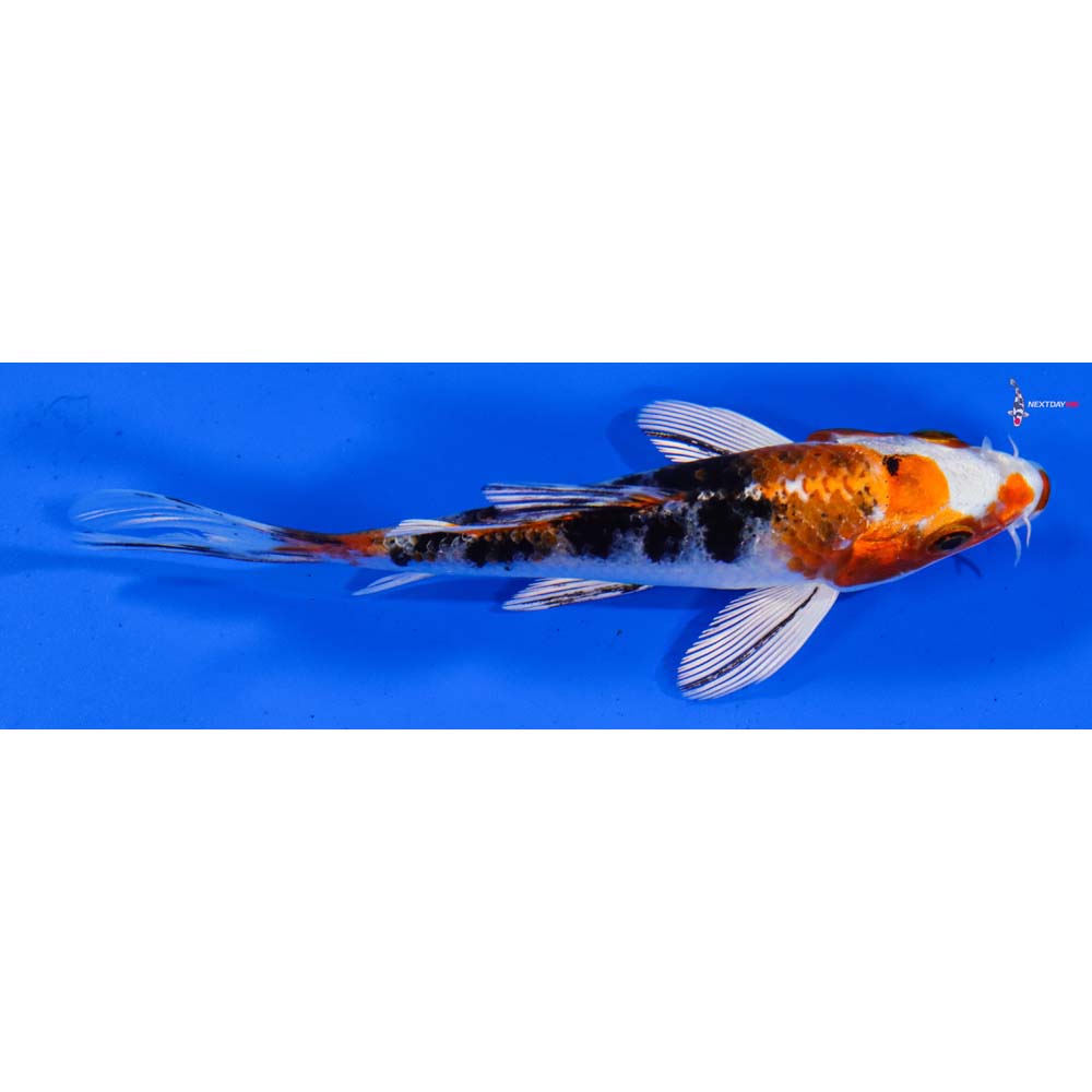 4” Imported Yamato Nishiki Butterfly Koi