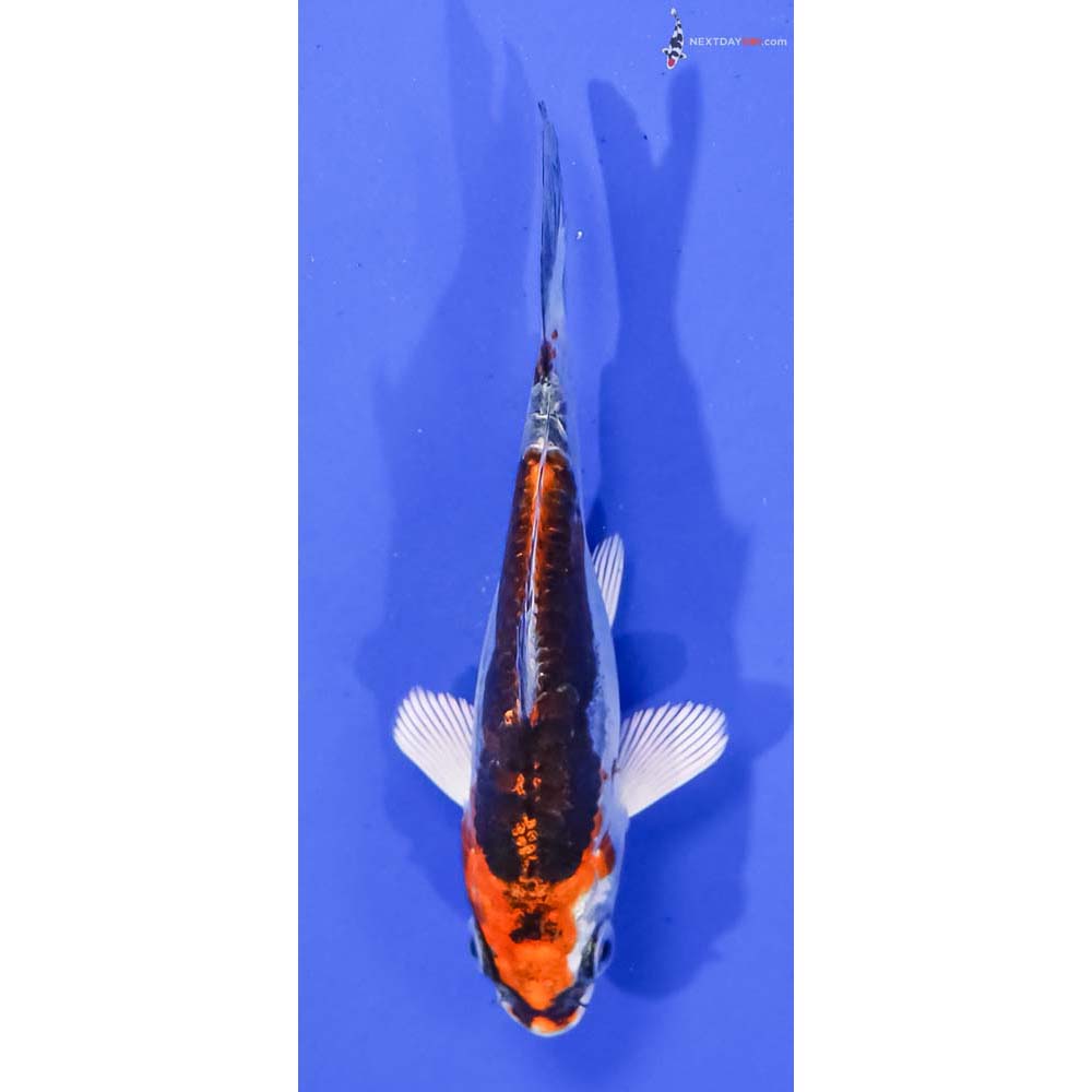 4” Imported Kin Kikokuryu