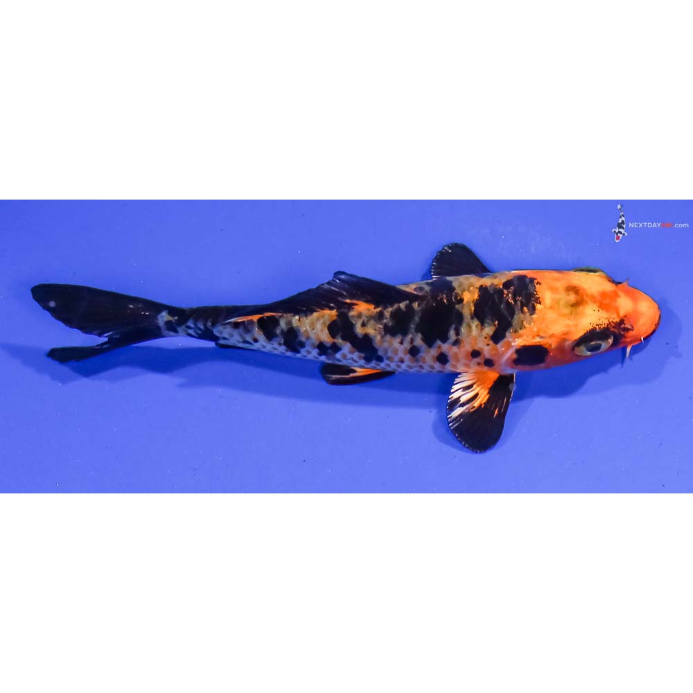 4” Imported Kin Aka Bekko