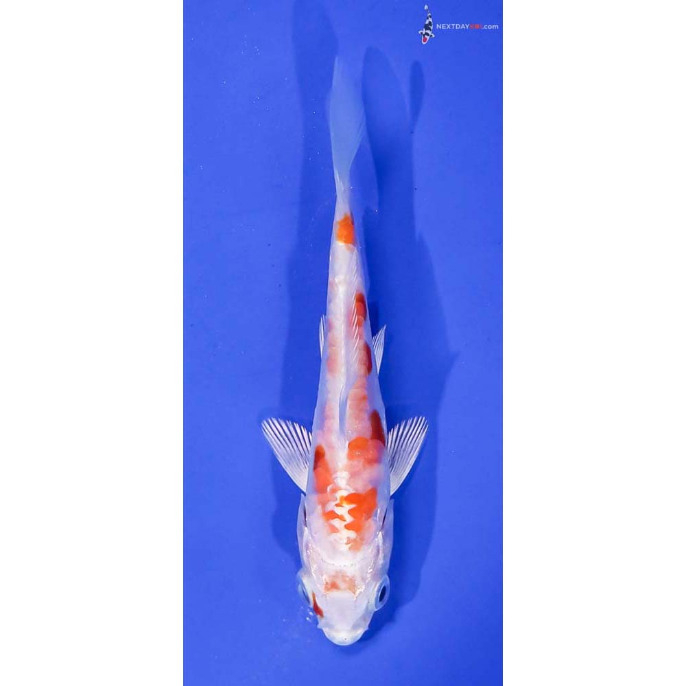 4” Imported Kikusui