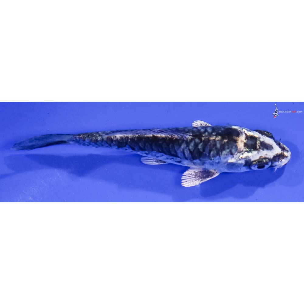 4” Imported Armor Scaled Gin Matsuba