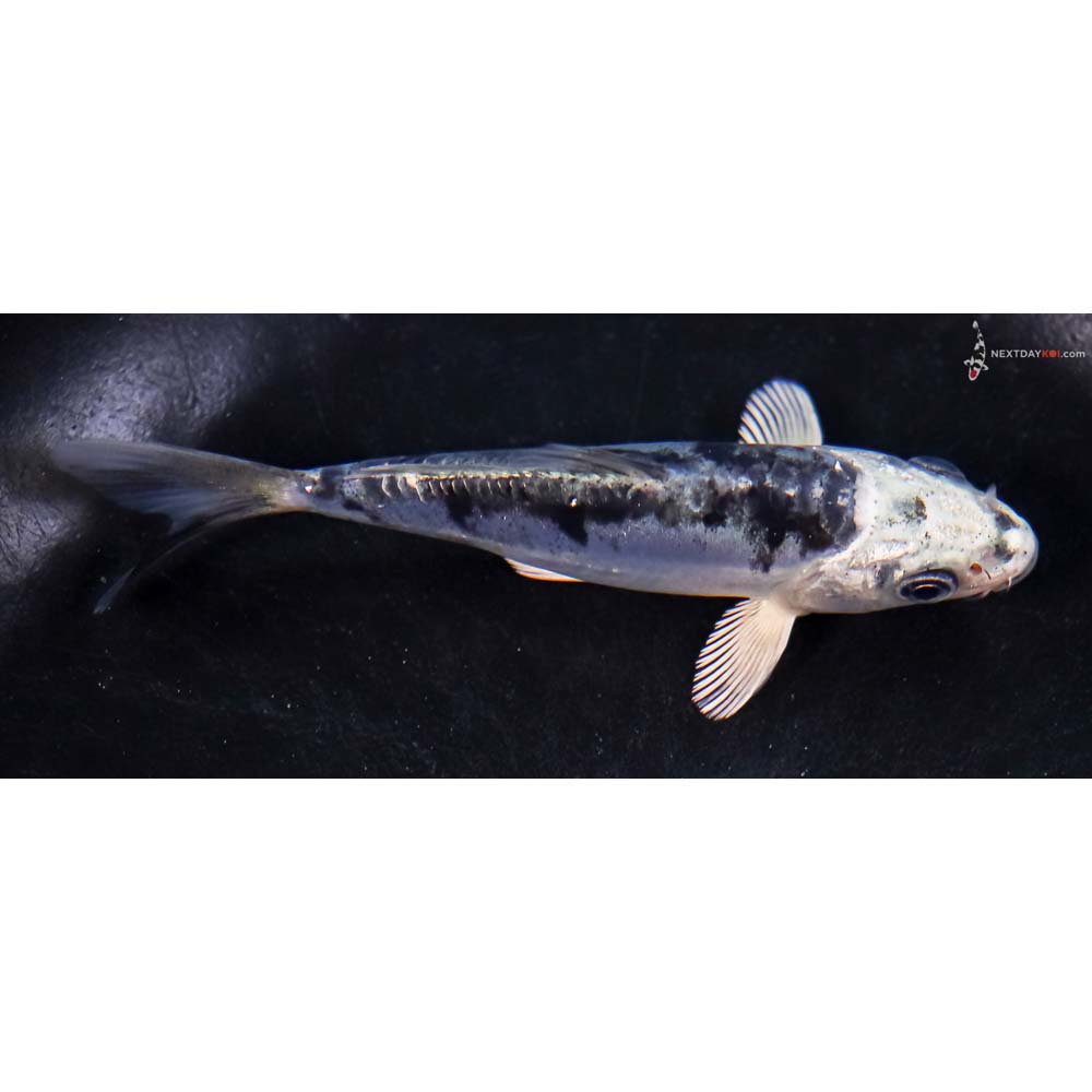 4” Imported Doitsu Blue Gin Matsuba