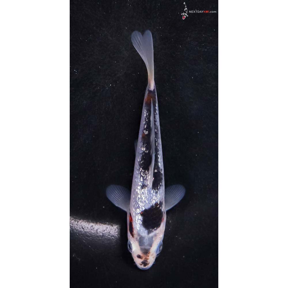 4.5” Imported Gin Rin Goromo