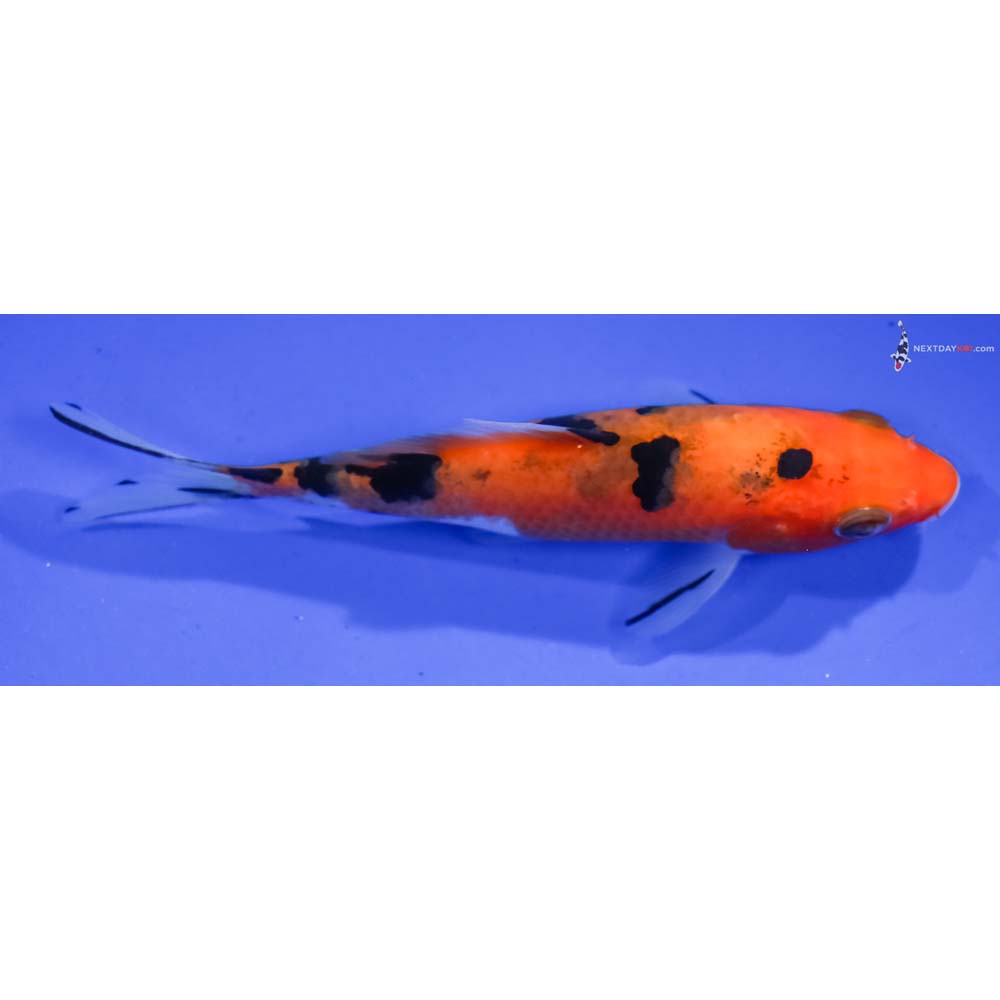 4.5” Imported Aka Sanke