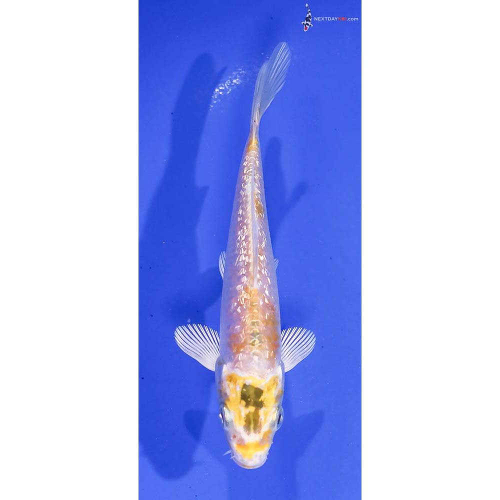 4.5” Imported Gin Rin Lemon Hariwake