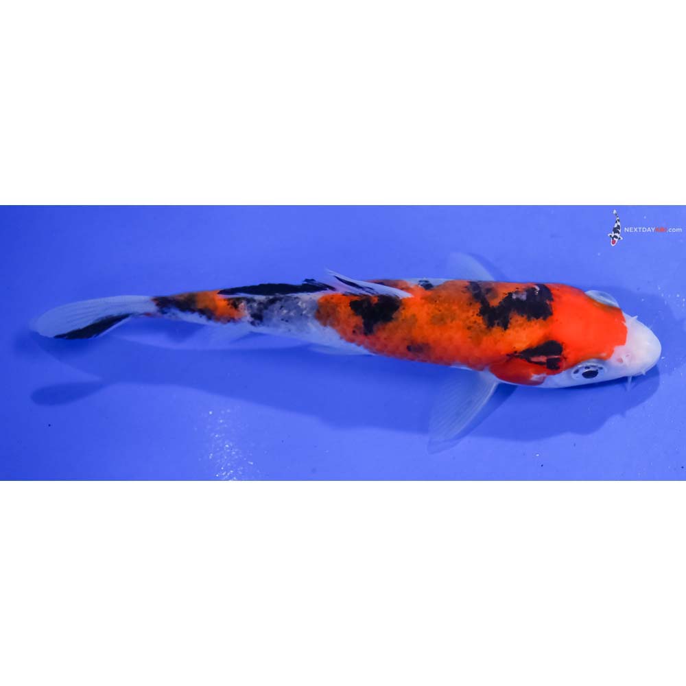 4.5” Imported Sanke