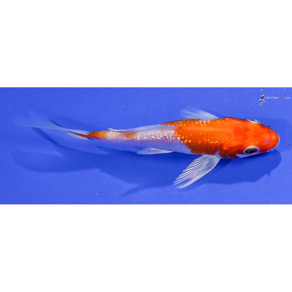 3” Imported Gin Rin Hariwake Butterfly Koi