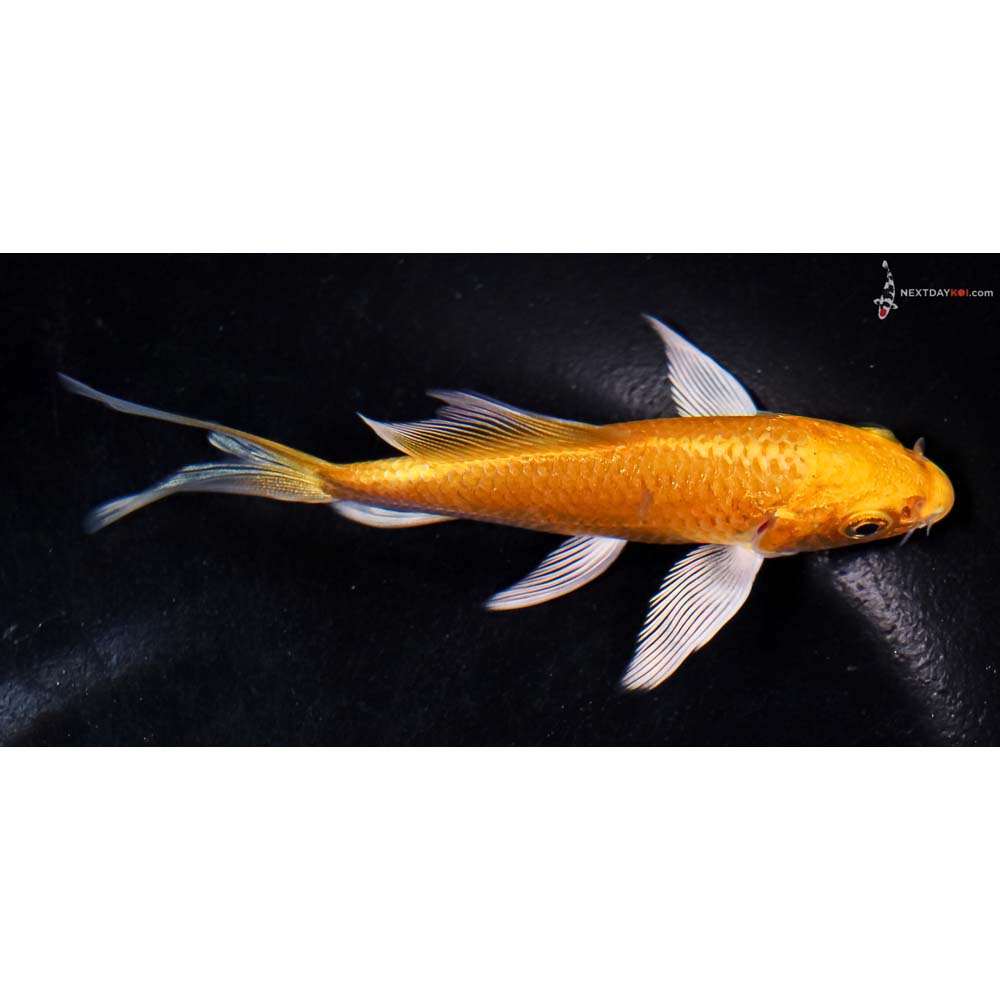 4” Imported Yamabuki Ogon Butterfly Koi