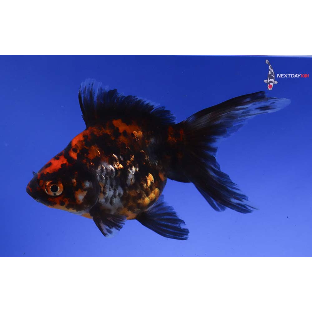 4.5” Imported Calico Ryukin