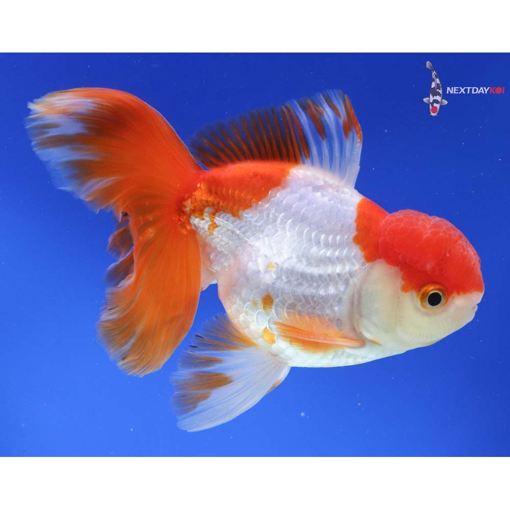 6” Imported Red and White Oranda