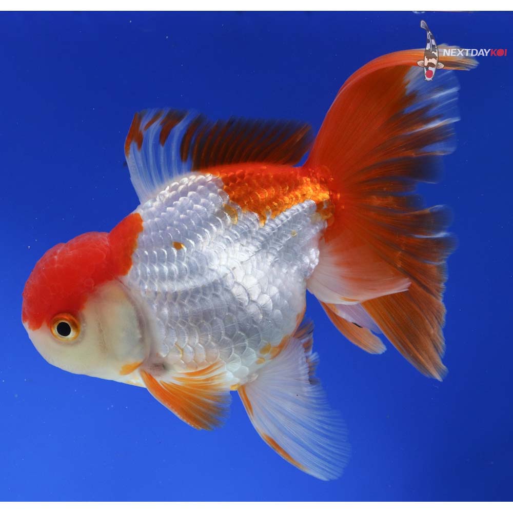 6” Imported Red and White Oranda