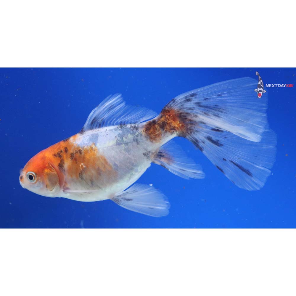 4.5” Imported Bristol Shubunkin