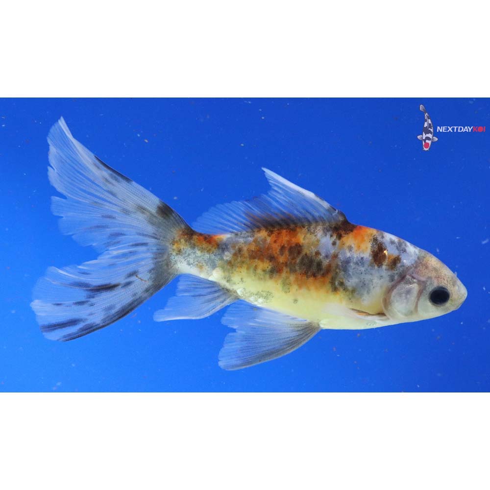 5” Imported Bristol Shubunkin