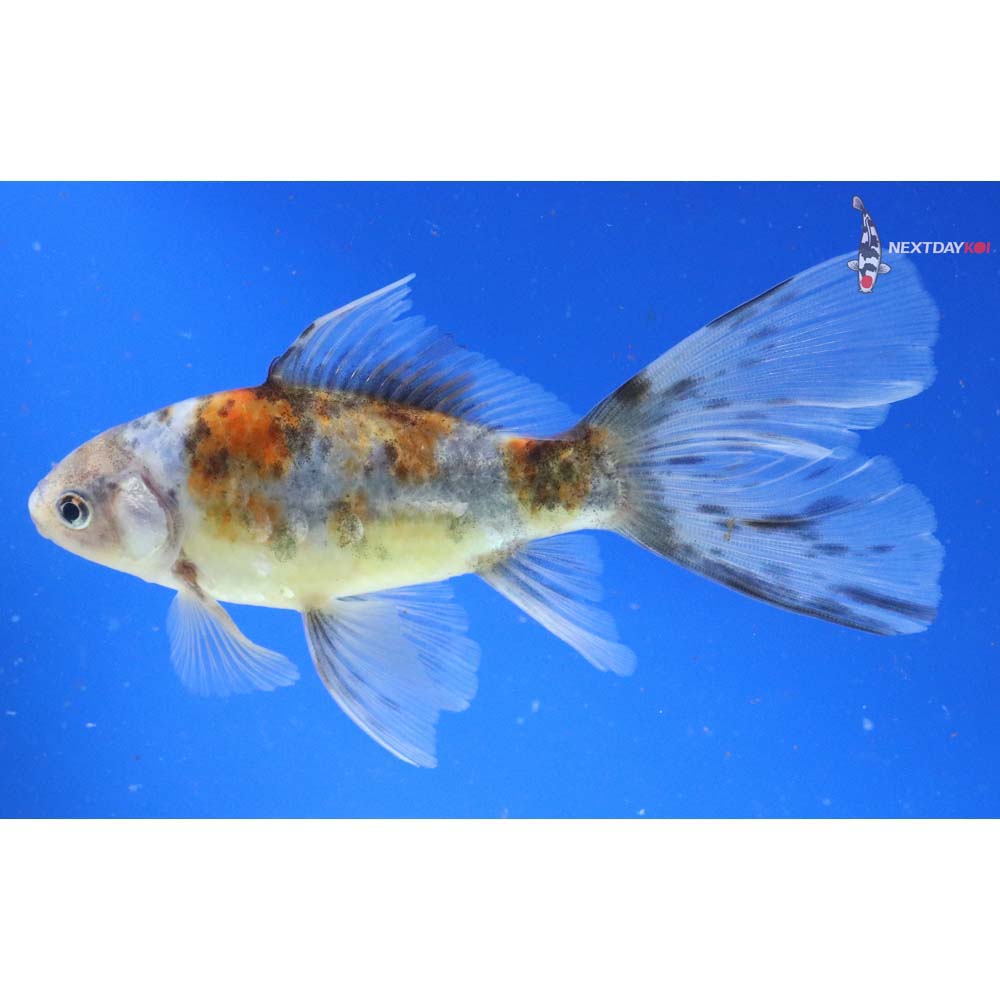 5” Imported Bristol Shubunkin