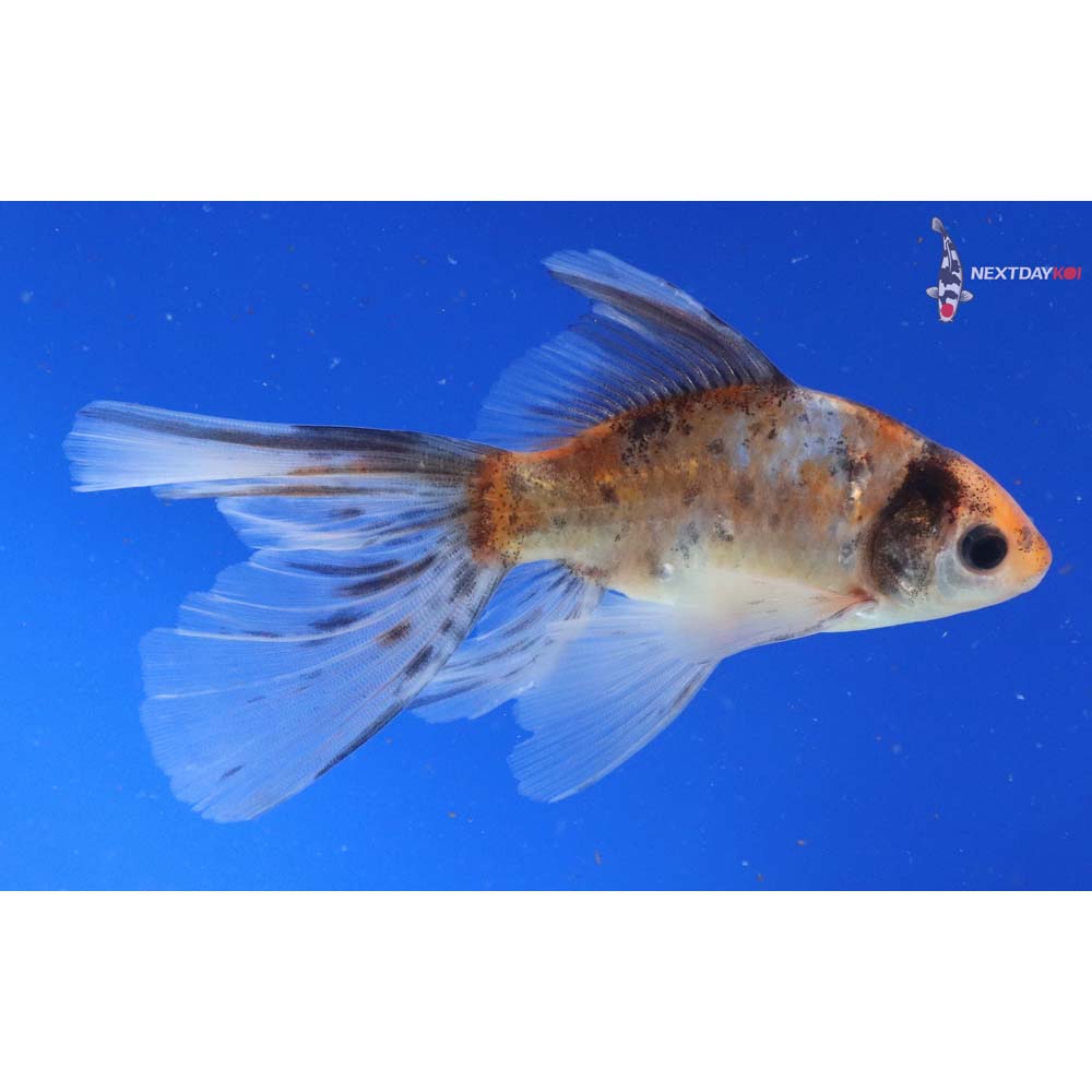 5” Imported Bristol Shubunkin