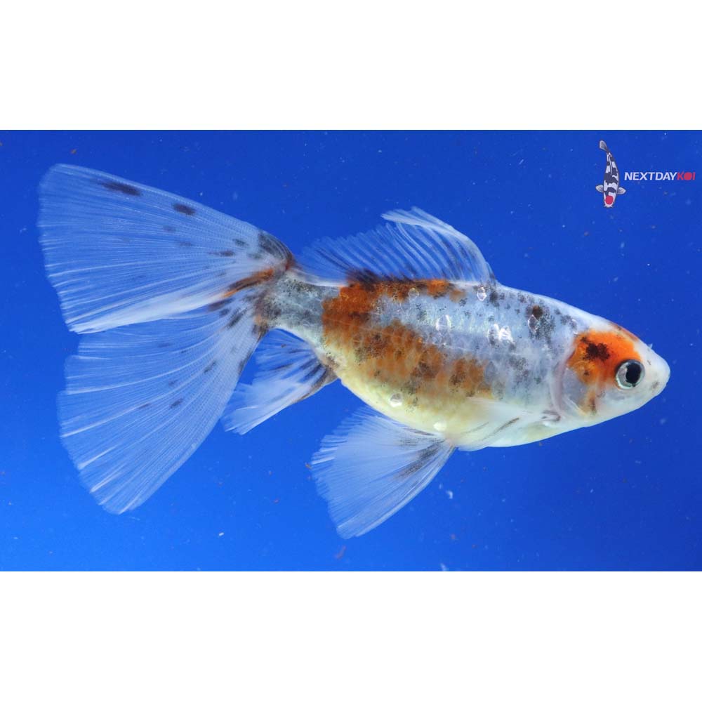 5” Imported Bristol Shubunkin