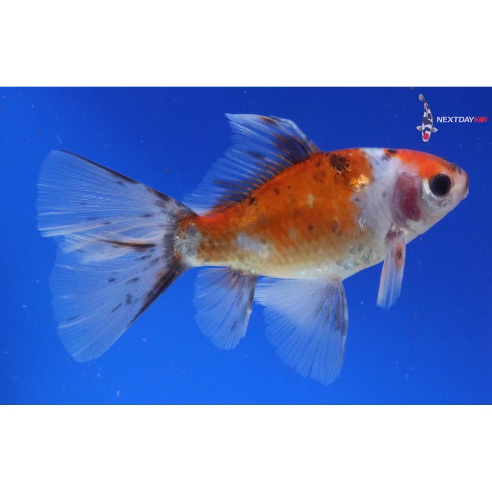 4.5” Imported Male Bristol Shubunkin